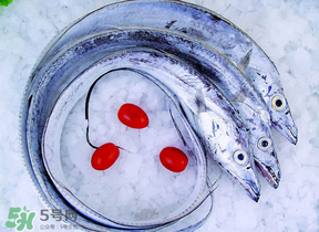 帶魚多少錢一斤？帶魚多少錢一箱？