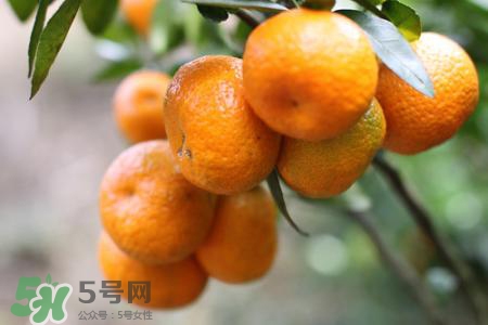 沙糖桔可以放冰箱保存嗎？沙糖桔能冷凍嗎？
