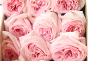 roseonly鮮花怎么保養？roseonly永生花怎么保養？