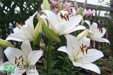 百合花怎么養？百合花在家怎么養？