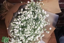 滿天星在花瓶里怎么養？滿天星買回來要養水嗎？