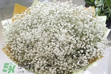 滿天星在花瓶里怎么養？滿天星買回來要養水嗎？