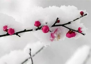 如何預(yù)防倒春寒？怎么預(yù)防倒春寒？