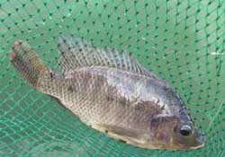 驚蟄能釣魚嗎？驚蟄釣什么魚好？