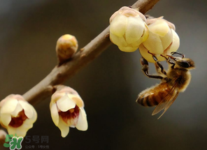 驚蟄過后一周會下雨嗎？驚蟄下雨好嗎？
