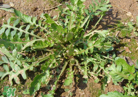 薺菜是什么菜？薺菜是什么野菜？