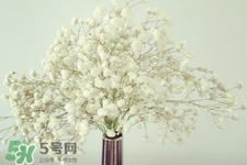 清明節(jié)上墳可以帶滿天星嗎？清明節(jié)掃墓能用滿天星嗎？