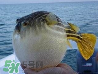 河豚怎么吃才沒毒？吃河豚的禁忌