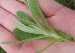 清明菜怎么做好吃？清明菜怎么做止咳？