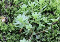 清明菜是什么菜？清明菜是艾草嗎？