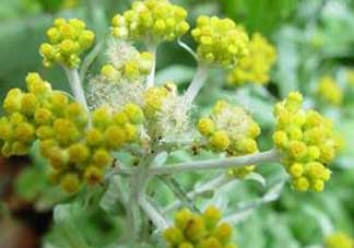 清明菜開(kāi)花了能不能吃？清明菜怎么吃？