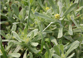 艾草能治療蕁麻疹嗎？艾草可以治療蕁麻疹嗎？