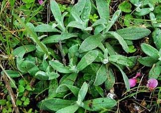 清明菜可以降血壓?jiǎn)幔壳迕鞑四芙笛獕簡(jiǎn)幔?><p><strong>清明菜可以降血壓?jiǎn)幔壳迕鞑四芙笛獕簡(jiǎn)幔?/strong></p></a></li> <li><a href=
