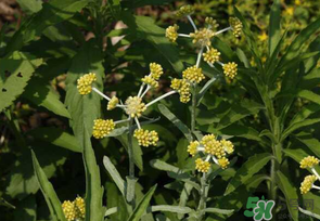 清明菜是發物嗎？清明菜是不是發物？