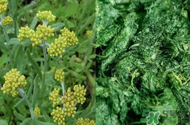 清明草能吃嗎？清明草花可以吃嗎？