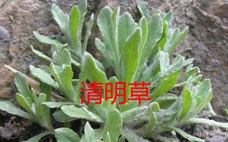 雷公根孕婦可以吃嗎？孕婦可以吃雷公根嗎？