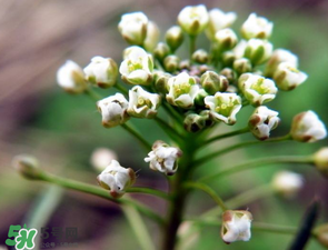 薺菜什么時(shí)候開(kāi)花？薺菜花什么時(shí)候采？