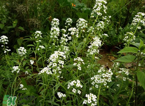 薺菜花可以泡茶嗎？薺菜花泡茶喝有什么功效？