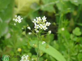 薺菜花可以泡茶嗎？薺菜花泡茶喝有什么功效？
