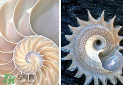 珍珠貝母表盤(pán)好嗎？珍珠貝母表盤(pán)耐用嗎？