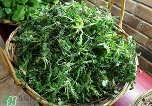 乙肝能吃薺菜嗎？乙肝病人可以吃薺菜嗎？