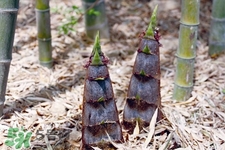 吃春筍對身體好嗎？吃春筍有什么好處？