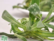 面條菜是發物嗎?面條菜孕婦可以吃嗎?