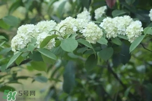 為什么學校要種石楠花？石楠花的味道為什么這么銷魂？