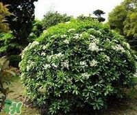 為什么學校要種石楠花？石楠花的味道為什么這么銷魂？
