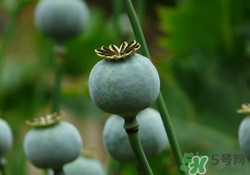 罌粟苗能當菜吃嗎？罌粟苗可以當菜吃嗎？