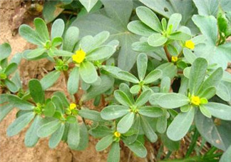 馬齒莧能治白發(fā)嗎？馬齒莧可以治白發(fā)嗎？