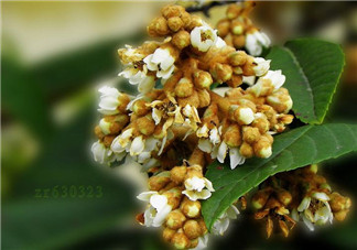 枇杷花孕婦能喝嗎？枇杷花孕婦可以喝嗎？