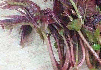 香椿芽怎么吃？新鮮香椿芽怎么吃