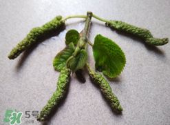 蒸構(gòu)樹花兒孕婦可以吃嗎？孕婦可以吃蒸構(gòu)樹花兒嗎？