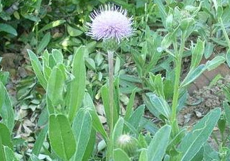 刺兒菜能吃嗎？刺兒菜可以吃嗎