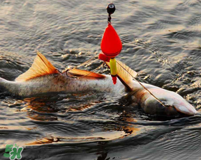 4月份能釣鰱魚嗎？四月份能釣鰱魚嗎？