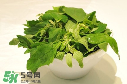 灰灰菜是什么樣子？灰灰菜圖片