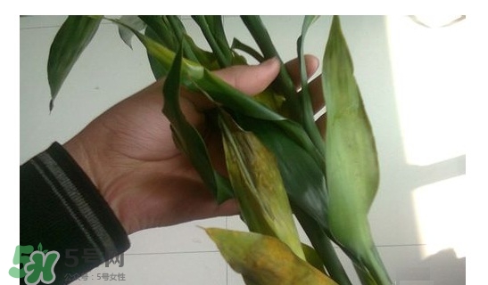 富貴竹葉子發黃怎么辦？富貴竹怎么養才能更旺盛？