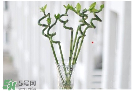 富貴竹葉子發黃怎么辦？富貴竹怎么養才能更旺盛？