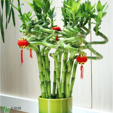 富貴竹有毒嗎？富貴竹有什么作用？