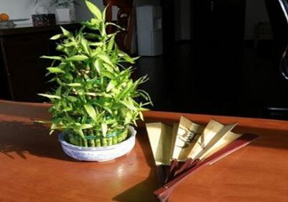 富貴竹葉子發黃怎么辦？富貴竹怎么養才能更旺盛？
