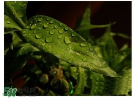 富貴竹葉子發黃怎么辦？富貴竹怎么養才能更旺盛？