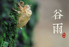 谷雨養生吃什么？谷雨養生常識
