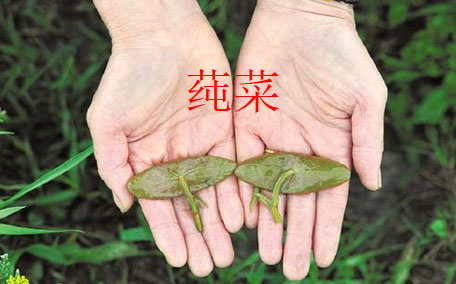 莼菜怎么讀？莼菜是哪里的特產