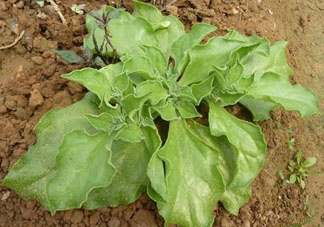 冰菜什么季節(jié)種植？冰菜怎么種植？