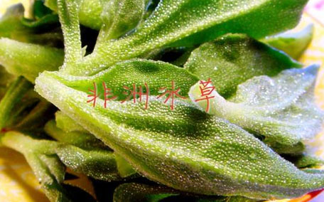 冰菜怎么吃？冰菜可以炒著吃嗎？