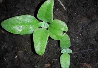 冰菜是什么菜？冰菜和冰草一樣嗎？