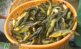 黃顙魚不能和什么一起吃？黃顙魚不能與什么同吃？