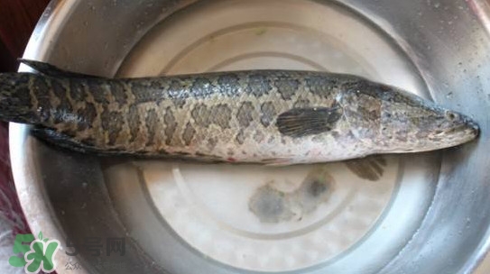 黑魚怎么抓？怎么捕捉黑魚