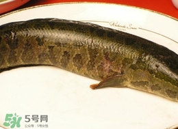 黑魚(yú)怎么做好吃？黑魚(yú)湯的做法